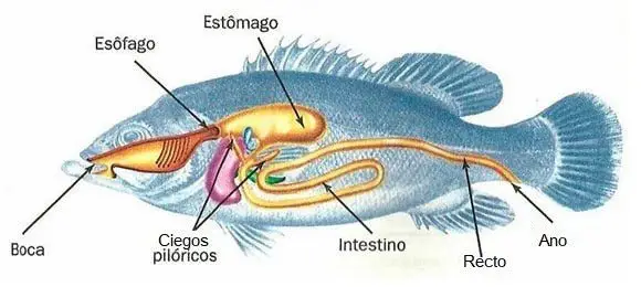 Dibujo de una tilapia mostrando su sistema digestivo