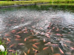 cultivo de tilapia - cultivo de tilapia en estanques de tierra