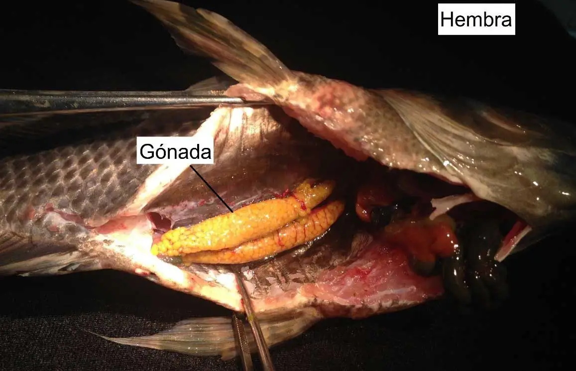 una tilapia abierta mostrando ovarios color amarillo