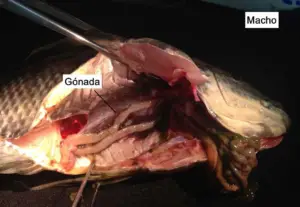 cultivo de tilapia - manejo de cultivo de tilapia