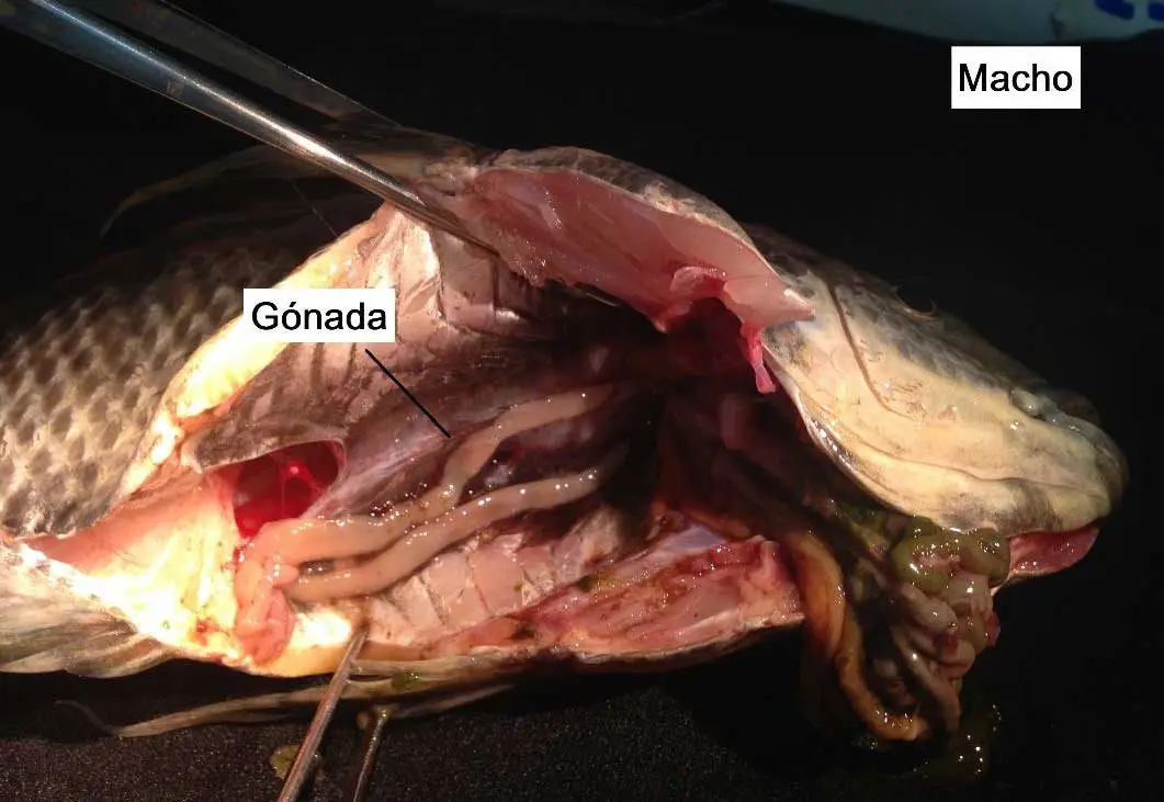 una tilapia muerta abierta mostrándose los testículos o gónadas 