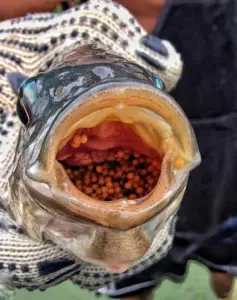 cultivo de tilapia - manejo de cultivo de tilapia