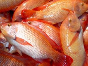 cultivo de tilapia - manejo de cultivo de tilapia
