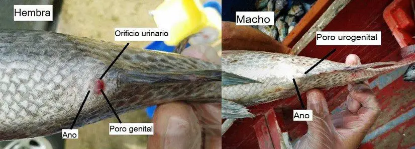 fotos izquierda tilapia hembra, derecha tilapia macho