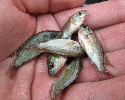 cría de tilapia