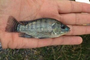 cultivo de tilapia - manejo de cultivo de tilapia