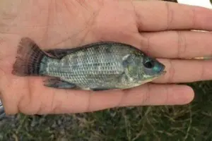 cultivo de tilapia - manejo de cultivo de tilapia