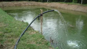 cultivo de tilapia - cultivo de tilapia en estanques de tierra