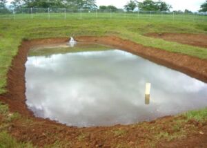 cultivo de tilapia - cultivo de tilapia en estanques de tierra