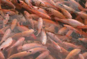 cultivo de tilapia - manejo de cultivo de tilapia