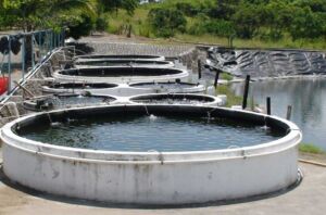 cultivo de tilapia - cultivo de tilapia en estanques circulares