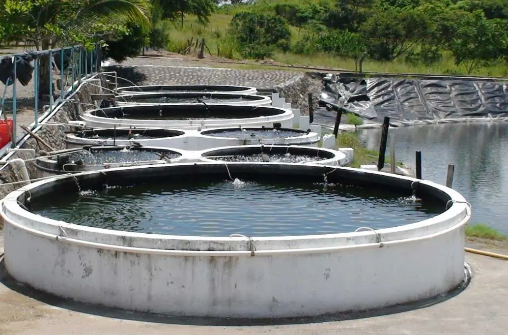 cría de tilapias en estanques circulares de concreto