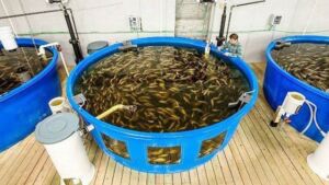cultivo de tilapia - cultivo de tilapia en estanques circulares