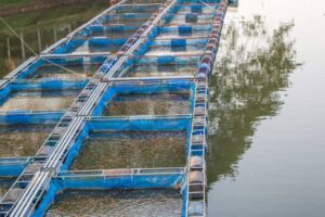 cultivo de tilapia - cultivo de tilapia en agua marina