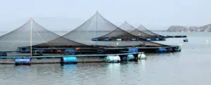 cultivo de tilapia - cultivo de tilapia en agua marina