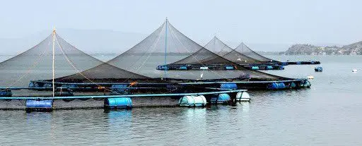 jaulas flotantes dentro de un lago para producir tilapias