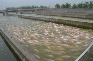cultivo de tilapia - cultivo de tilapia en agua marina