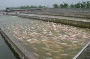 cultivo de tilapia - cultivo de tilapia en agua marina