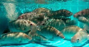 cultivo de tilapia - cultivo de tilapia en agua marina