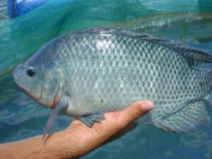 cultivo de tilapia - cultivo de tilapia en agua marina