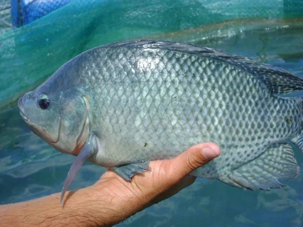 mano agarrando una tilapia