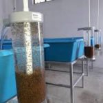 cultivo de tilapia - cultivo de tilapia en estanques circulares de geomembrana