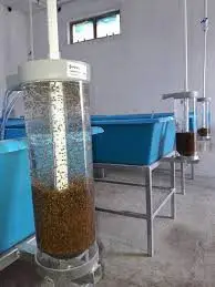 tanques tubulares transparente donde se incuban huevos de tilapia