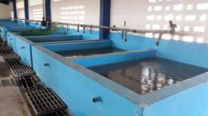 cultivo de tilapia - manejo de cultivo de tilapia