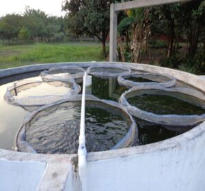 cultivo de tilapia - cultivo de tilapia en estanques circulares
