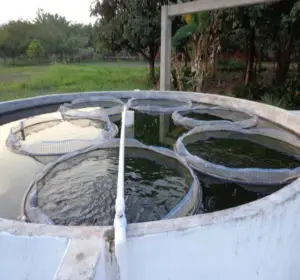 cultivo de tilapia - cultivo de tilapia en estanques circulares