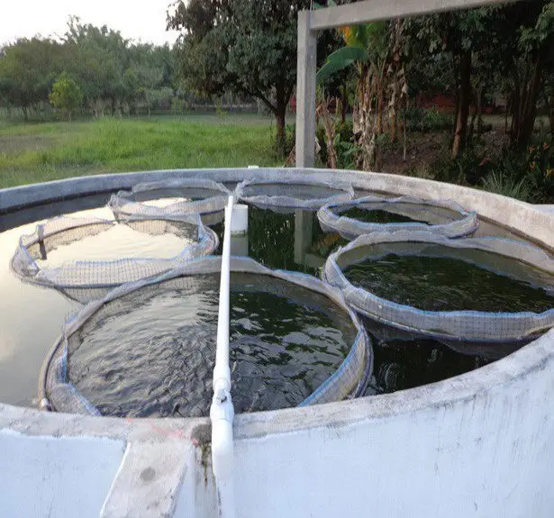 estanque circular de concreto con mallas circulares donde se crían las tilapias