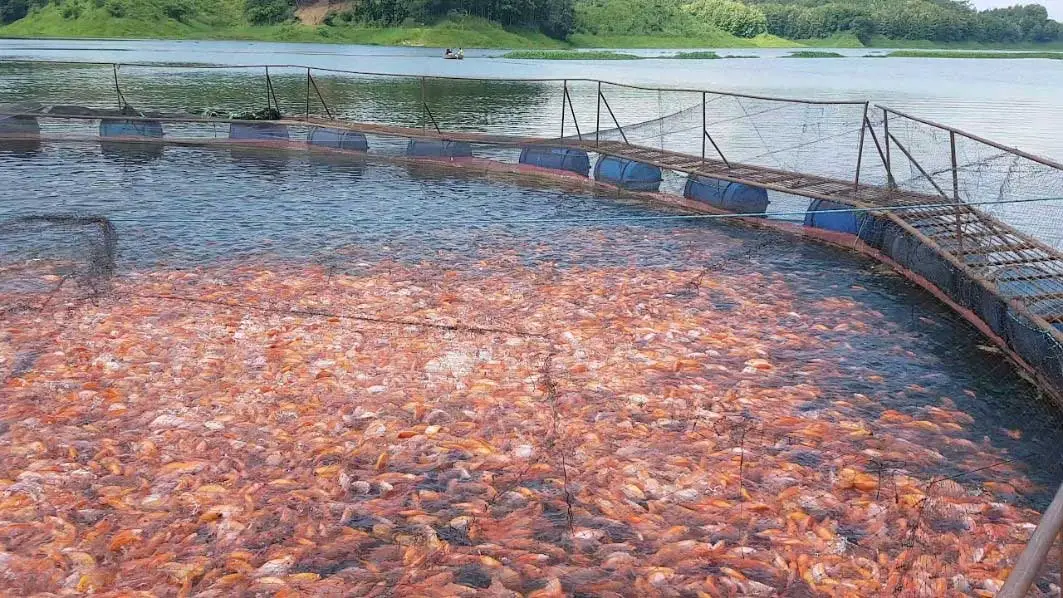 jaula flotante con superpoblación de tilapia