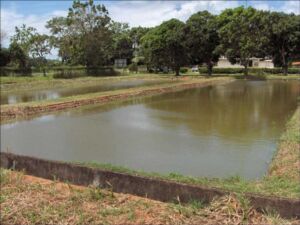 cultivo de tilapia - cultivo de tilapia en estanques de tierra