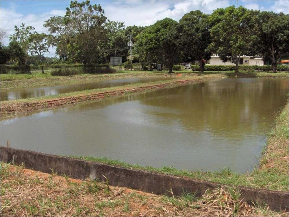 estanques rectangulares de tierra y concreto donde se cría tilapia