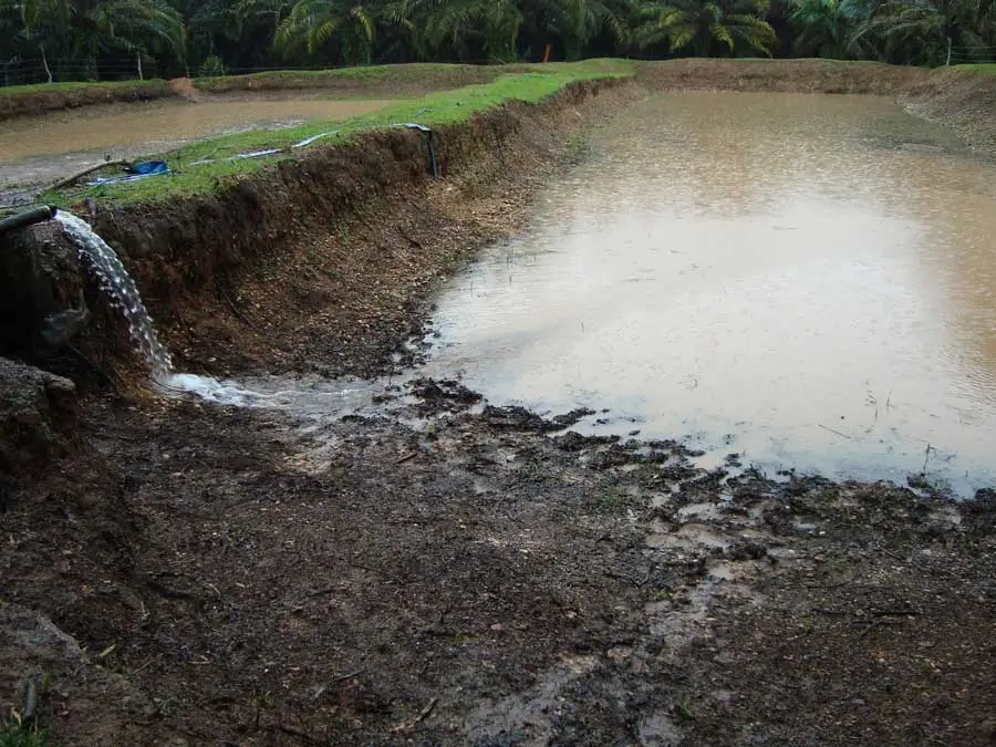 manguera llenando estanque de tierra para cría de tilapia