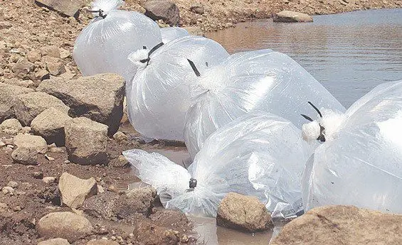 aclimatación de alevines de tilapia