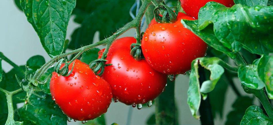 cultivo de tomate tratado con extracto de tilapia que actúa como biocontrolador ante ataque de hongo