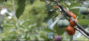 Crean un árbol capaz de producir 40 distintos tipos de frutas