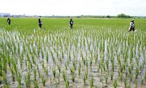 PRODUCCIÓN DE ARROZ