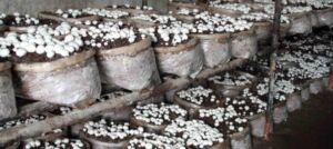 champiñón - cultivo de champiñon en invernadero