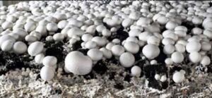 Champiñón: tipos, beneficios, propiedades y su cultivo