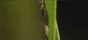 Insectos depredadores podrían ayudar a controlar plagas