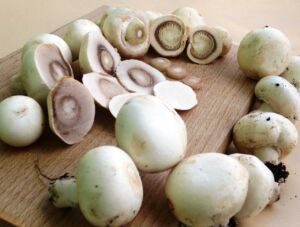 champiñón - tipos de champiñón