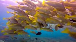 Peces están migrando de aguas del trópico hacia aguas más frías