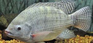 Cultivo de tilapia: tipos, beneficios, propiedades y su cultivo