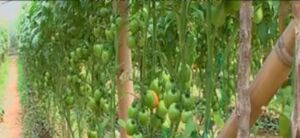 Plantas de tomate resistentes al virus del bronceado