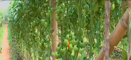 cultivo de tomate - plagas y enfermedades
