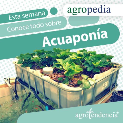 sistema de acuaponía