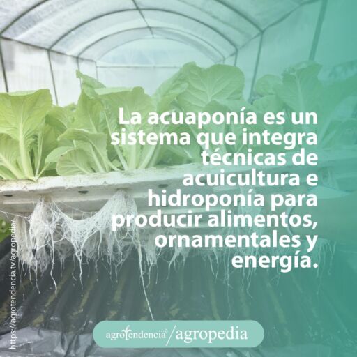 plantas de lechuga sembradas en bandejas bajo enfoque de acuaponía