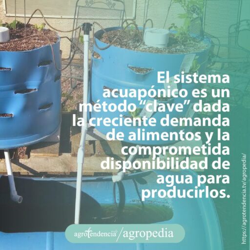 tambores perforados y sembrados con enfoque de acuaponía artesanal